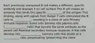 Each previously unexposed B cell makes a different, specific antibody and displays it on cell surface This B cell makes an antibody that binds this specific ___________ of the antigen This binding, along with signals from Helper T cells stimulated the B cells to _____________, resulting in a clone of cells Primary Immune response: Some cells develop into plasma cells (________________ cells) that secrete the same antibody as the parent cell Potential secondary immune response: A few cells develop into _______________ memory cells that divide at a ____________ rate, perpetuating (preserving) the clone