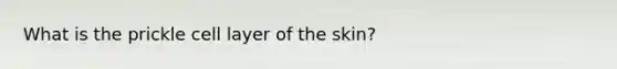 What is the prickle cell layer of the skin?