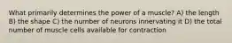 What primarily determines the power of a muscle? A) the length B) the shape C) the number of neurons innervating it D) the total number of muscle cells available for contraction