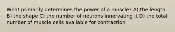 What primarily determines the power of a muscle? A) the length B) the shape C) the number of neurons innervating it D) the total number of muscle cells available for contraction