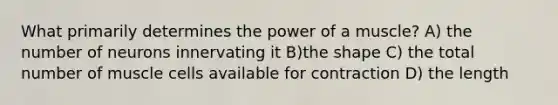 What primarily determines the power of a muscle? A) the number of neurons innervating it B)the shape C) the total number of muscle cells available for contraction D) the length