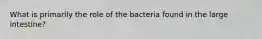 What is primarily the role of the bacteria found in the large intestine?