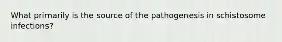 What primarily is the source of the pathogenesis in schistosome infections?