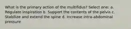 What is the primary action of the multifidus? Select one: a. Regulate inspiration b. Support the contents of the pelvis c. Stabilize and extend the spine d. Increase intra-abdominal pressure