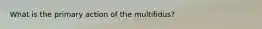 What is the primary action of the multifidus?