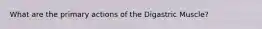 What are the primary actions of the Digastric Muscle?