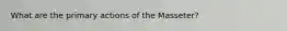 What are the primary actions of the Masseter?