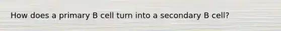 How does a primary B cell turn into a secondary B cell?