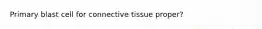 Primary blast cell for connective tissue proper?