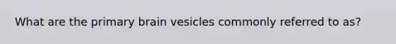 What are the primary brain vesicles commonly referred to as?