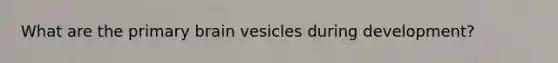 What are the primary brain vesicles during development?