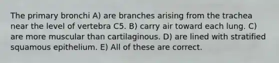 The primary bronchi A) are branches arising from the trachea near the level of vertebra C5. B) carry air toward each lung. C) are more muscular than cartilaginous. D) are lined with stratified squamous epithelium. E) All of these are correct.