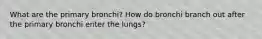 What are the primary bronchi? How do bronchi branch out after the primary bronchi enter the lungs?