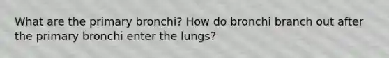 What are the primary bronchi? How do bronchi branch out after the primary bronchi enter the lungs?