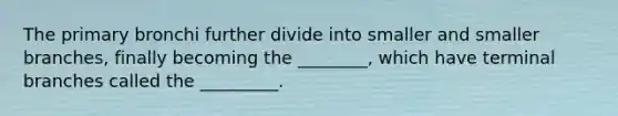 The primary bronchi further divide into smaller and smaller branches, finally becoming the ________, which have terminal branches called the _________.