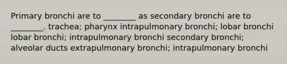 Primary bronchi are to ________ as secondary bronchi are to ________. trachea; pharynx intrapulmonary bronchi; lobar bronchi lobar bronchi; intrapulmonary bronchi secondary bronchi; alveolar ducts extrapulmonary bronchi; intrapulmonary bronchi