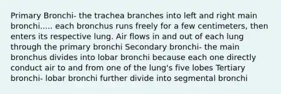 Primary Bronchi- the trachea branches into left and right main bronchi..... each bronchus runs freely for a few centimeters, then enters its respective lung. Air flows in and out of each lung through the primary bronchi Secondary bronchi- the main bronchus divides into lobar bronchi because each one directly conduct air to and from one of the lung's five lobes Tertiary bronchi- lobar bronchi further divide into segmental bronchi