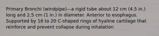 Primary Bronchi (windpipe)—a rigid tube about 12 cm (4.5 in.) long and 2.5 cm (1 in.) in diameter. Anterior to esophagus. Supported by 16 to 20 C-shaped rings of hyaline cartilage that reinforce and prevent collapse during inhalation