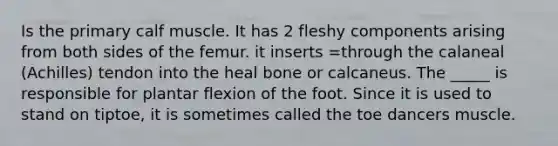 Is the primary calf muscle. It has 2 fleshy components arising from both sides of the femur. it inserts =through the calaneal (Achilles) tendon into the heal bone or calcaneus. The _____ is responsible for plantar flexion of the foot. Since it is used to stand on tiptoe, it is sometimes called the toe dancers muscle.