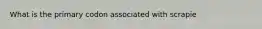 What is the primary codon associated with scrapie