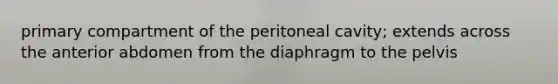 primary compartment of the peritoneal cavity; extends across the anterior abdomen from the diaphragm to the pelvis