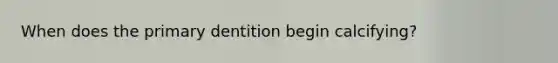 When does the primary dentition begin calcifying?