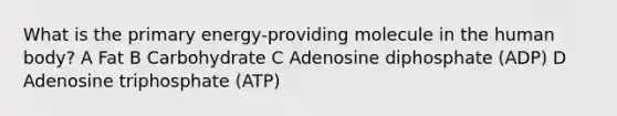 What is the primary energy-providing molecule in the human body? A Fat B Carbohydrate C Adenosine diphosphate (ADP) D Adenosine triphosphate (ATP)