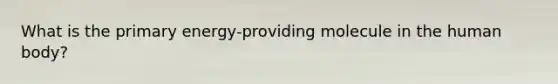 What is the primary energy-providing molecule in the human body?