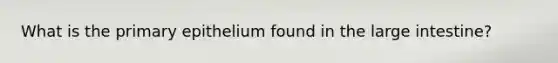 What is the primary epithelium found in the large intestine?