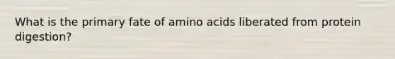 What is the primary fate of amino acids liberated from protein digestion?