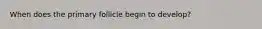 When does the primary follicle begin to develop?