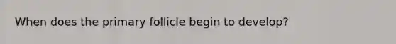 When does the primary follicle begin to develop?