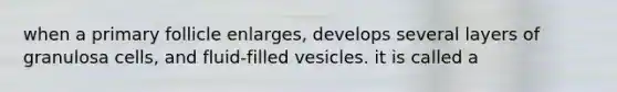 when a primary follicle enlarges, develops several layers of granulosa cells, and fluid-filled vesicles. it is called a