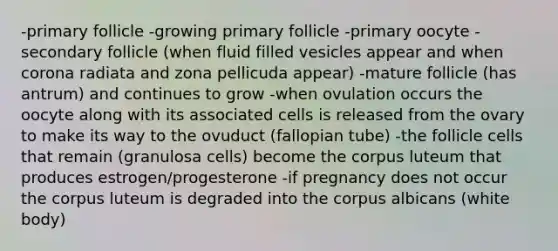 -primary follicle -growing primary follicle -primary oocyte -secondary follicle (when fluid filled vesicles appear and when corona radiata and zona pellicuda appear) -mature follicle (has antrum) and continues to grow -when ovulation occurs the oocyte along with its associated cells is released from the ovary to make its way to the ovuduct (fallopian tube) -the follicle cells that remain (granulosa cells) become the corpus luteum that produces estrogen/progesterone -if pregnancy does not occur the corpus luteum is degraded into the corpus albicans (white body)