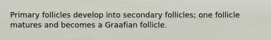 Primary follicles develop into secondary follicles; one follicle matures and becomes a Graafian follicle.