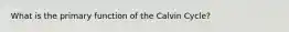 What is the primary function of the Calvin Cycle?