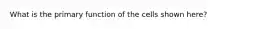 What is the primary function of the cells shown here?