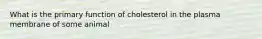 What is the primary function of cholesterol in the plasma membrane of some animal