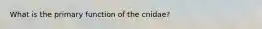 What is the primary function of the cnidae?