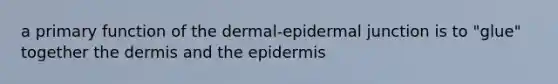 a primary function of the dermal-epidermal junction is to "glue" together the dermis and the epidermis