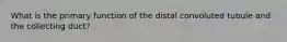 What is the primary function of the distal convoluted tubule and the collecting duct?