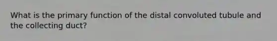 What is the primary function of the distal convoluted tubule and the collecting duct?