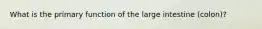 What is the primary function of the large intestine (colon)?