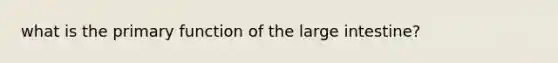 what is the primary function of the large intestine?