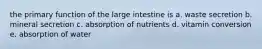 the primary function of the large intestine is a. waste secretion b. mineral secretion c. absorption of nutrients d. vitamin conversion e. absorption of water