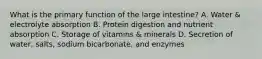 What is the primary function of the large intestine? A. Water & electrolyte absorption B. Protein digestion and nutrient absorption C. Storage of vitamins & minerals D. Secretion of water, salts, sodium bicarbonate, and enzymes