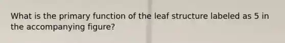 What is the primary function of the leaf structure labeled as 5 in the accompanying figure?