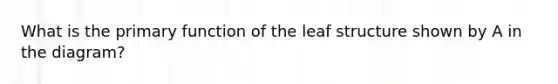 What is the primary function of the leaf structure shown by A in the diagram?