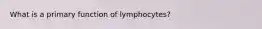 What is a primary function of lymphocytes?