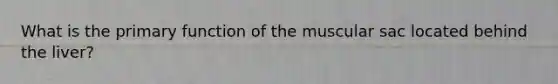 What is the primary function of the muscular sac located behind the liver?